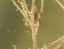 Hydrachnidae