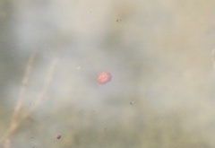 Hydrachnidae