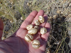 Astragalus physodes