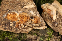 Crepidotus croceotinctus