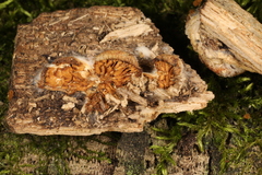 Crepidotus croceotinctus