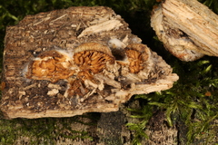 Crepidotus croceotinctus