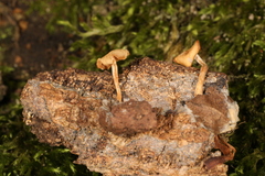 Clitocybe americana