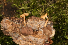 Clitocybe americana