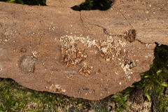 Pleuromyces hungaricus