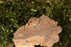 Pleuromyces hungaricus