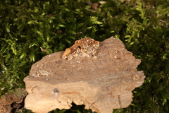 Pleuromyces hungaricus