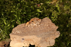 Pleuromyces hungaricus