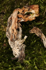 Mycogone calospora