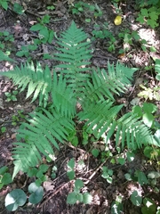 Dryopteris filix-mas