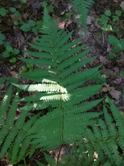 Dryopteris filix-mas