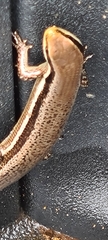 Marisora unimarginata