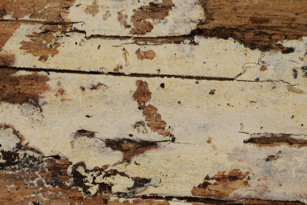 Xylodon sp. 'WV01'