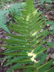 Dryopteris filix-mas