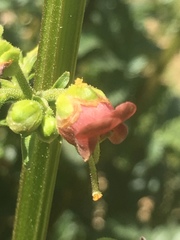Scrophularia rubricaulis