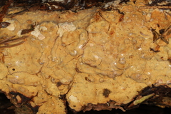 Phanerochaete carnosa