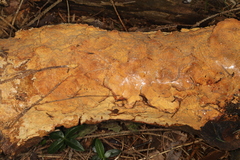 Phanerochaete carnosa