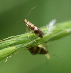 Micropterix aglaella