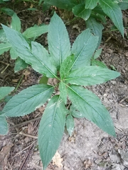 Mercurialis perennis