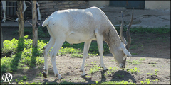 Addax nasomaculatus