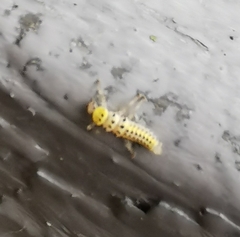 Halyzia sedecimguttata