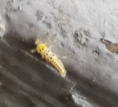 Halyzia sedecimguttata