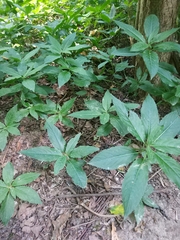 Mercurialis perennis