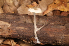 Mycena odorifera