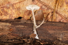 Mycena odorifera
