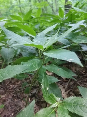 Mercurialis perennis