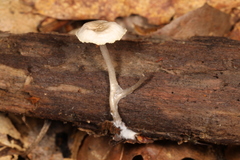 Mycena odorifera