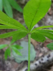 Galium odoratum