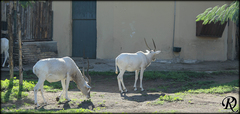 Addax nasomaculatus