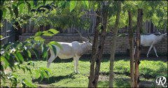 Addax nasomaculatus