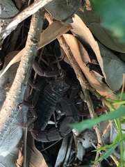 Hottentotta judaicus