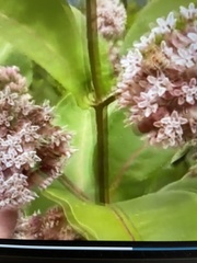 Asclepias syriaca