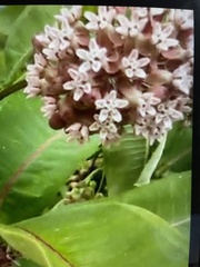 Asclepias syriaca