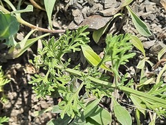 Teucrium orientale