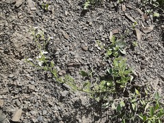 Teucrium orientale