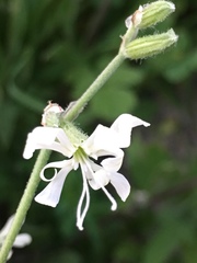 Silene dichotoma