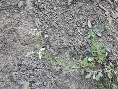 Teucrium orientale
