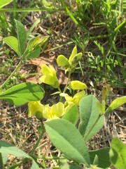 Baptisia nuttalliana