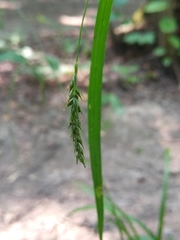 Carex sylvatica