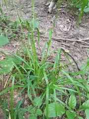 Carex sylvatica