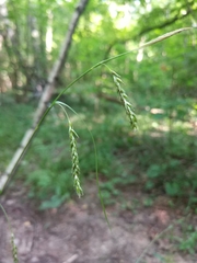 Carex sylvatica