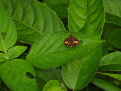 Oriens paragola