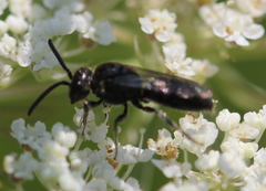 Hylaeus modestus