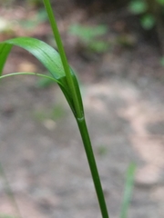 Carex sylvatica