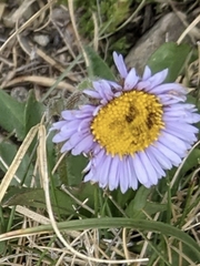 Erigeron grandiflorus