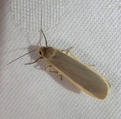 Eilema lurideola